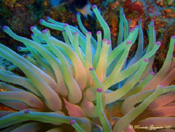 Purple tip anemone. The Star dive site at La Parguera. by Ricardo Guzman 